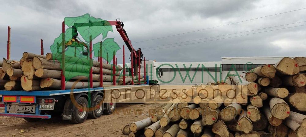 Paulownia Elongata Lote 100ud.