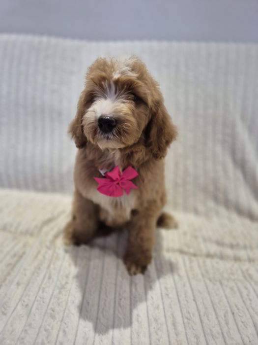 Goldendoodle f1 standard