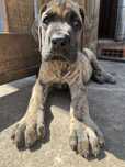 Dogue alemao tigrado