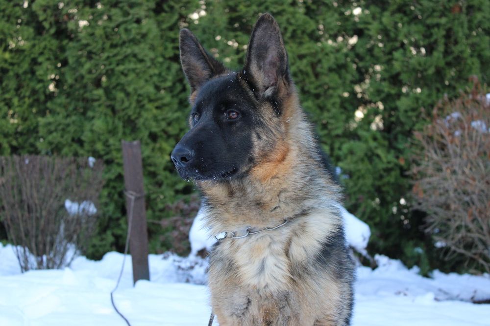 Owczarek niemiecki  FCI suczka 5 miesięcy