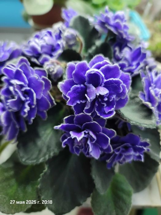 Фіалки міні та трейлери