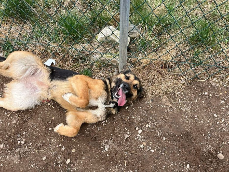 oddam pieska pieski w typie owczarka niemieckiego a drugi mix z akitą