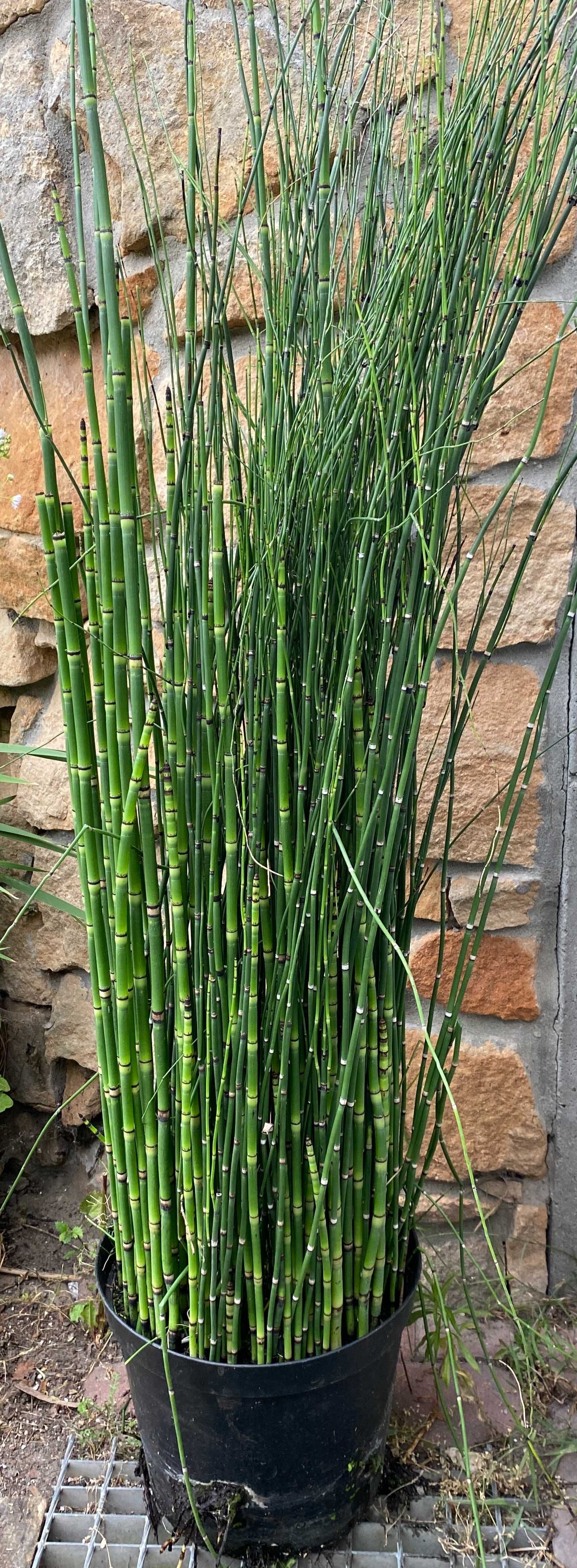 Skrzyp 'Robustum' do 1,80 cm wysokości  Doniczka 2 l