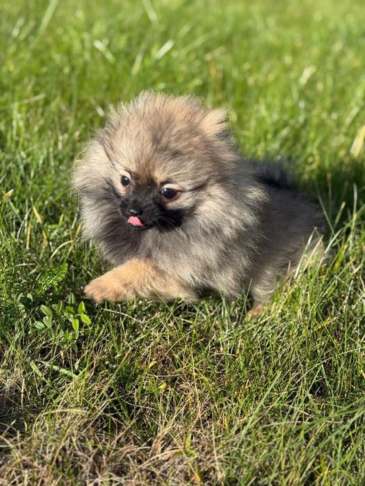 Mini mini dziewczynka pomeranian szpic miniaturowy
