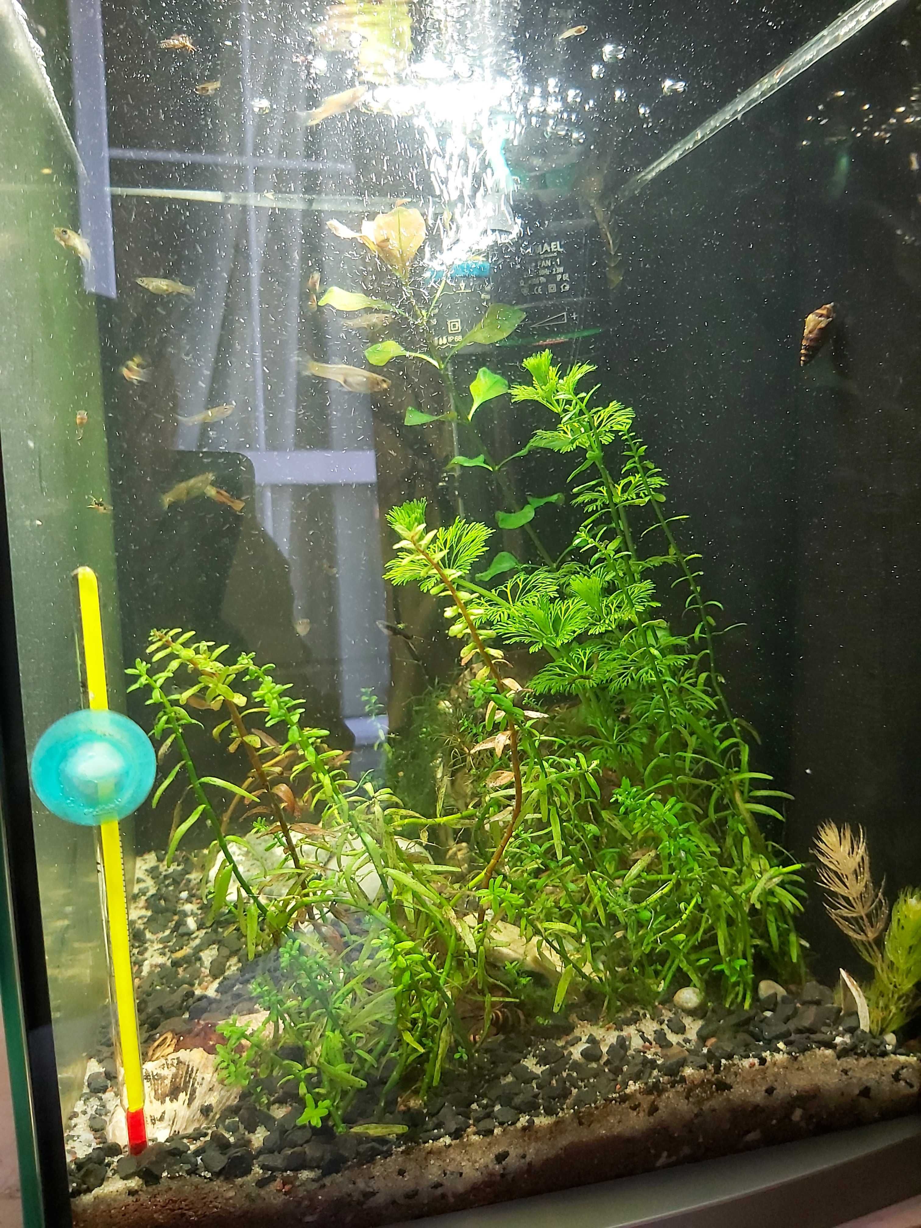 Akwarium Tetra 30l. z życiem