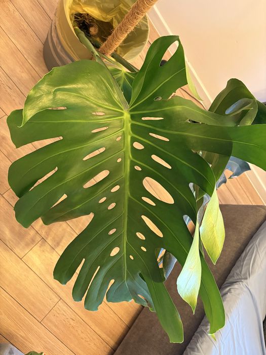 Monstera BIG FORM - cięta pędówka
