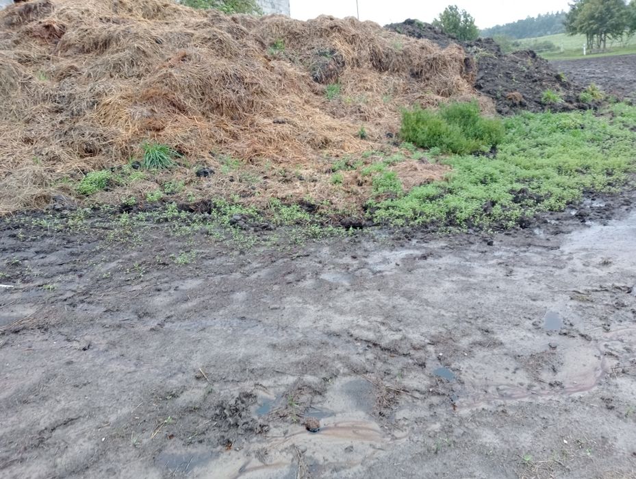 Sprzedam obornik koński