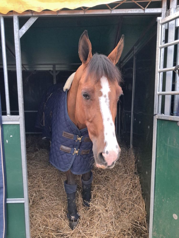 Cavalo de obstaculos