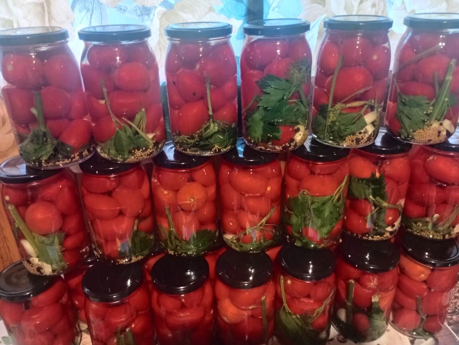 Kiszone pomidory (czerwone, zielone) 900 ml kiszonki, sezon 2025