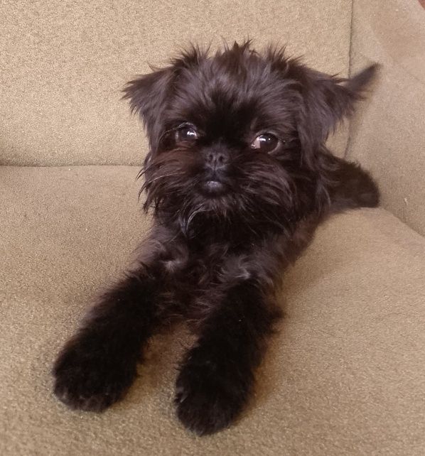 Бельгійський грифон дівчинка