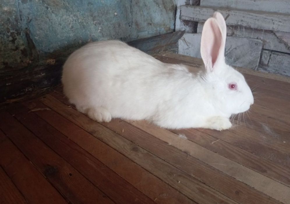 Продам кролики термонці