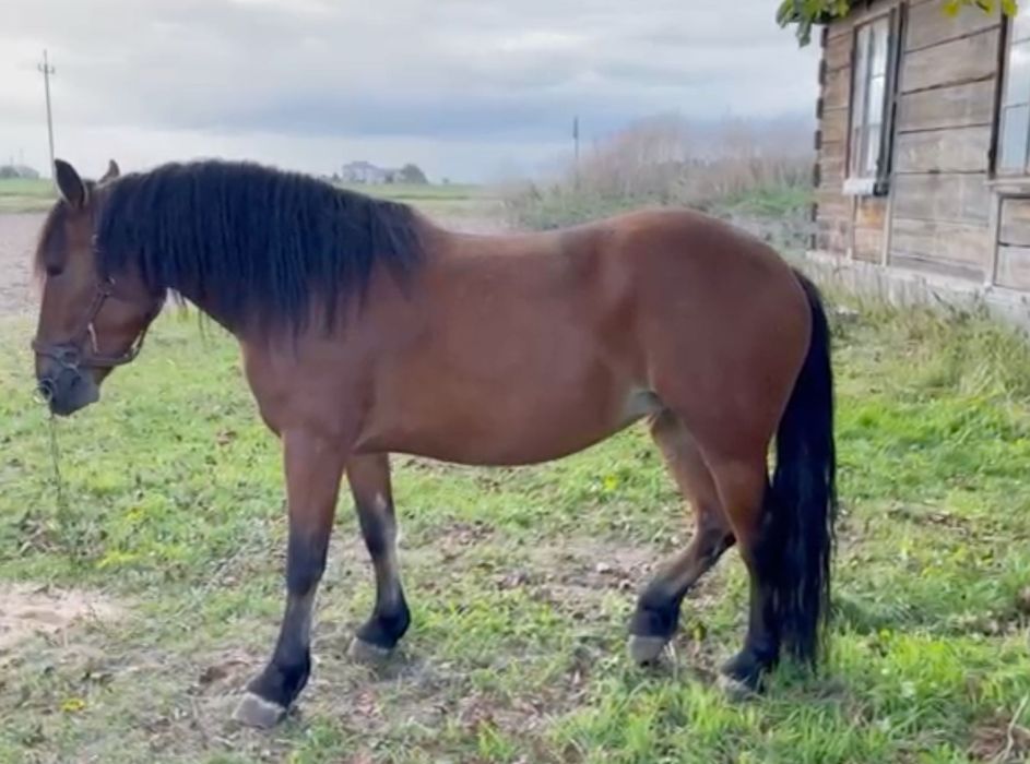 Konie na sprzedaż, ogierek i klacz po przepięknym Arabie, pod siodło !