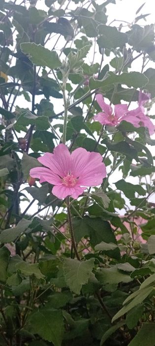 Sprzedam dużą sadzonki malwy drzewiastej, krzew wieloletni