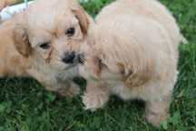 Maltipoo śliczna suczka - już do odbioru