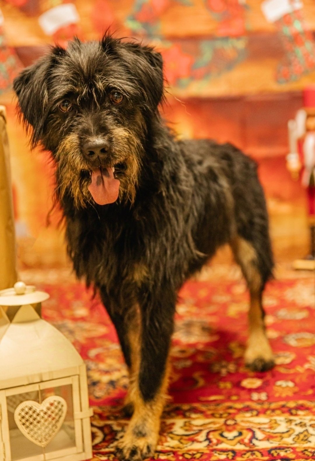 Szubi do adopcji!