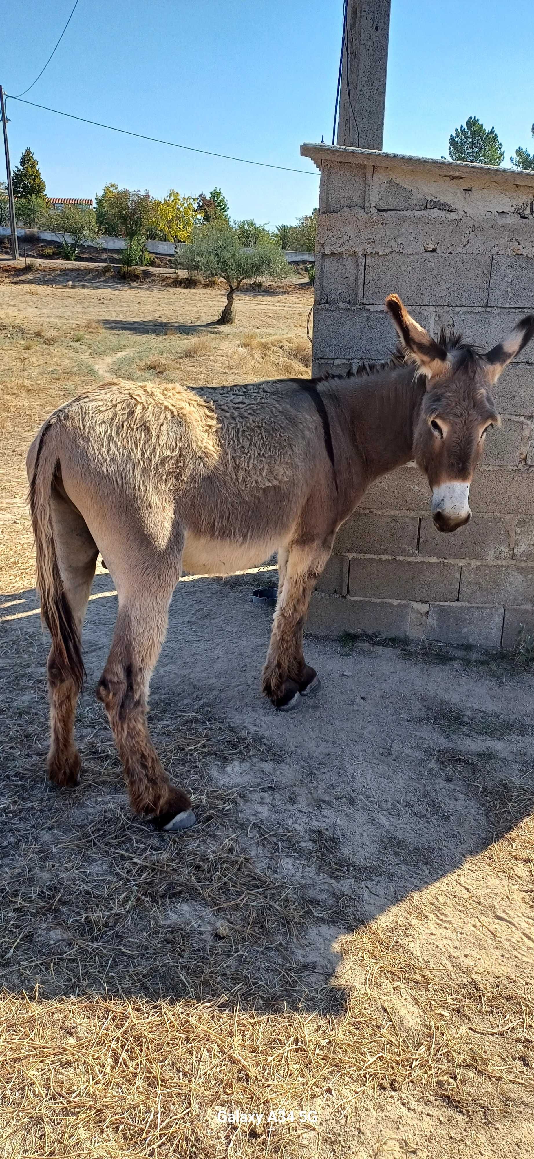 Burro Macho Inteiro