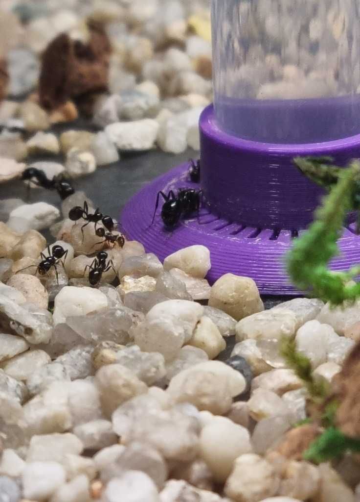 Poidełko dla mrówek do formikarium DUŻE i BEZPIECZNE