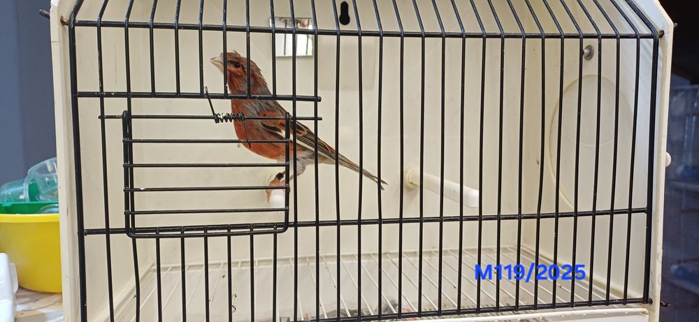 Canários Arlequins Machos