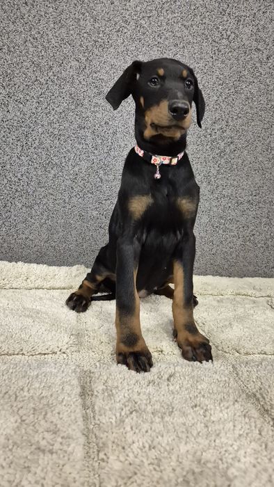 Suczka doberman gotowa do odbioru
