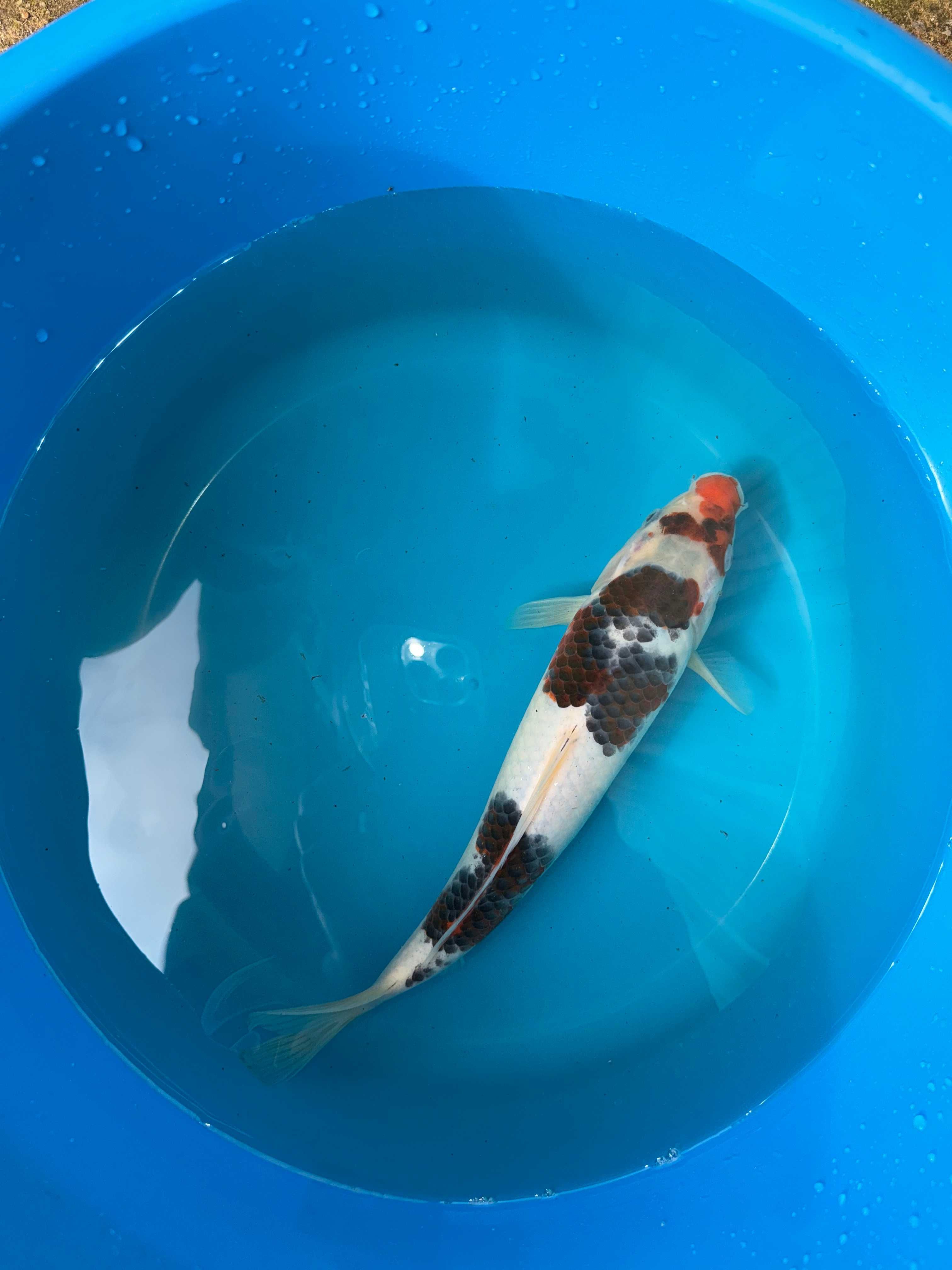 Carpa Koi GOROMO 28cm Japonesa SAKAZUME KOI FARM