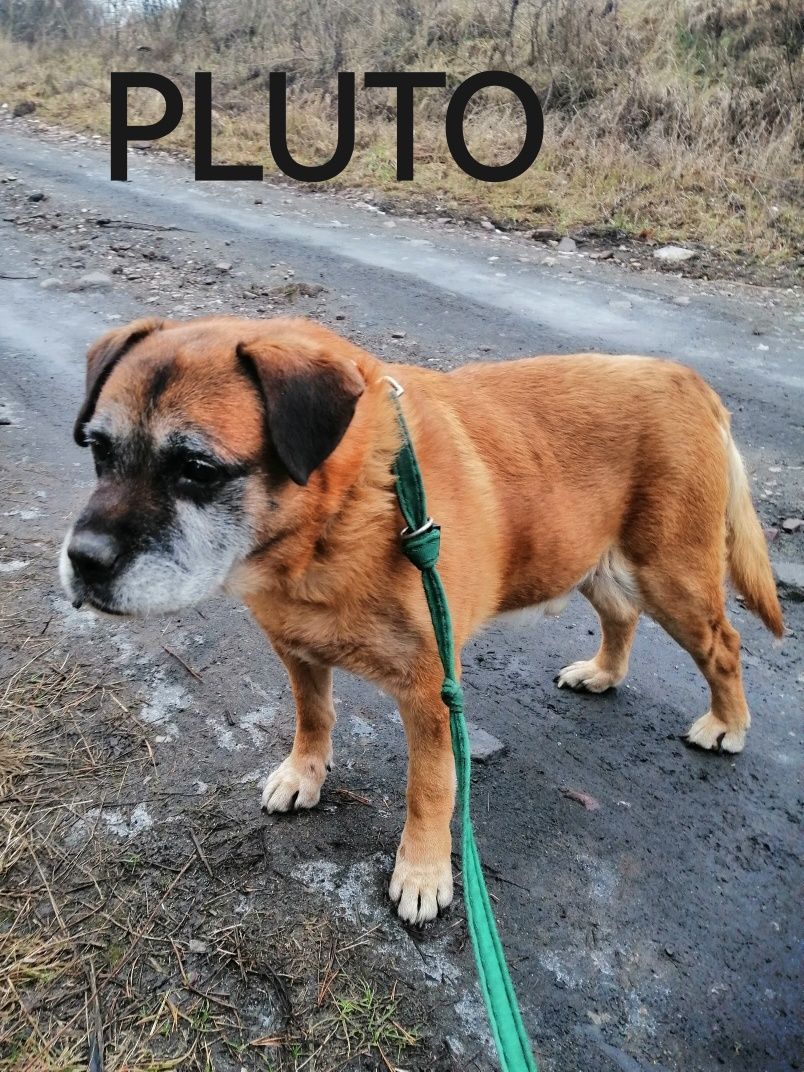 PLUTO starszy łagodny pies szuka domu