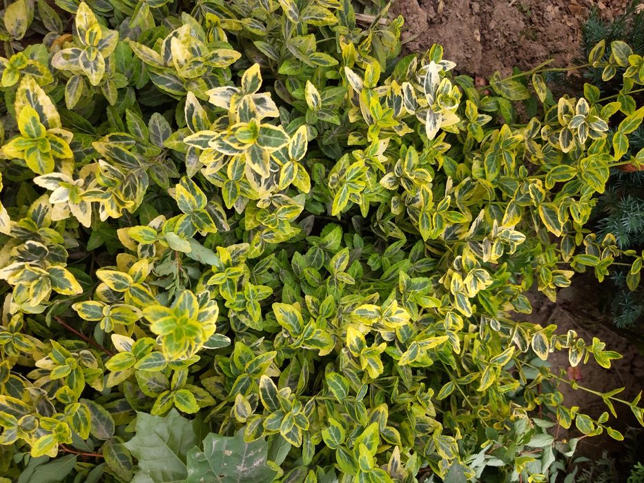 Бересклет саншайн, барбарис, спірея японська