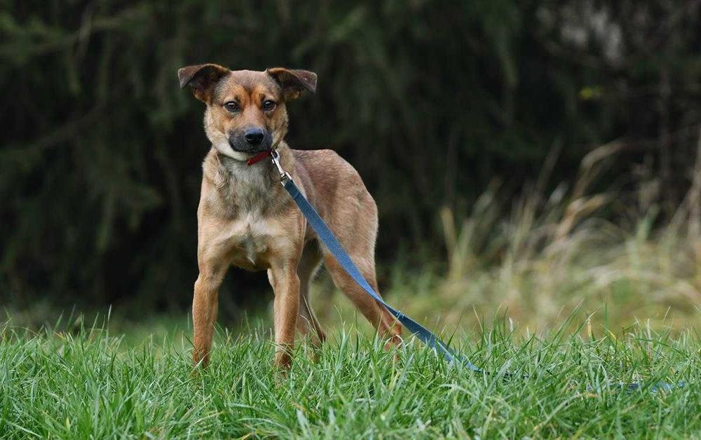 Nina szuka domu, suczka, młoda