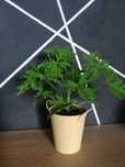 Geranium pelargonia