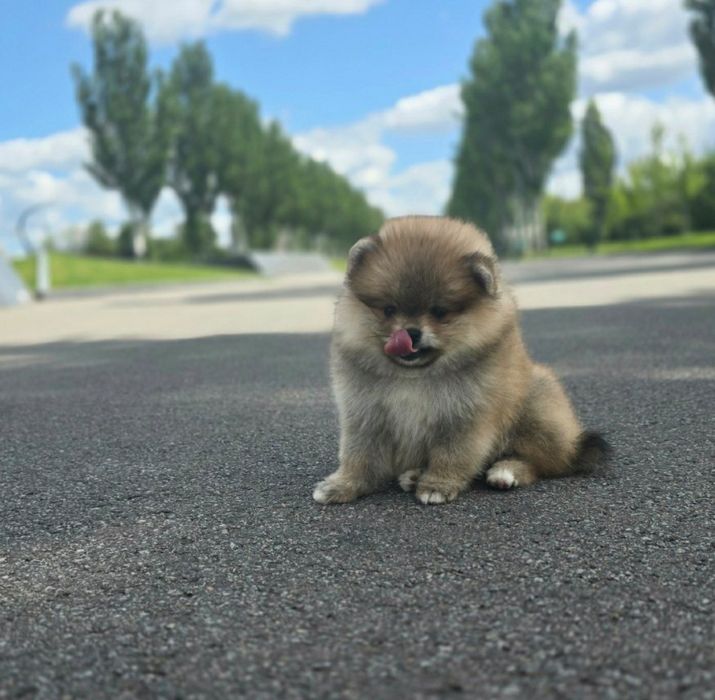 Шпицы С Документами