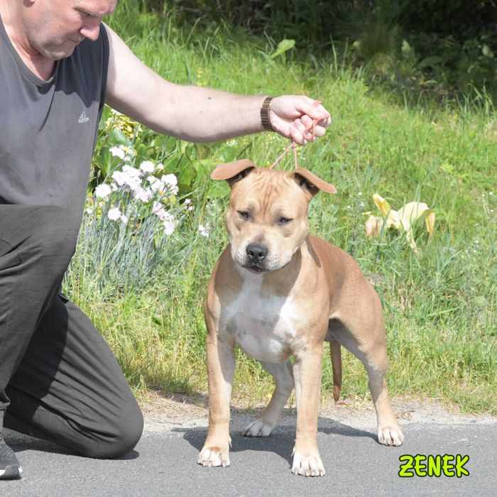 przemiły charakter, Amstaff