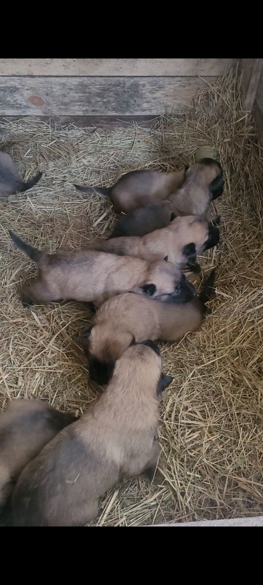 Бельгийская овчарка, Малинуа, щенки