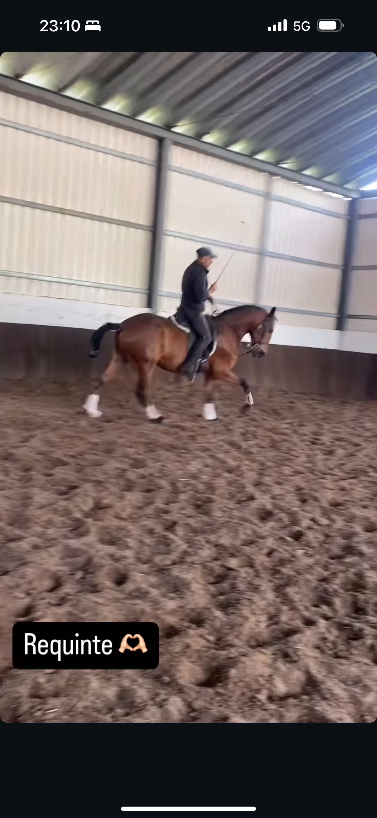 Cavalo lusitano letra R