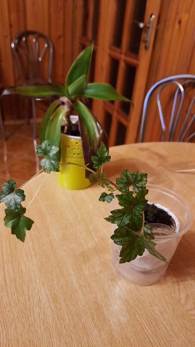 Мелколистная бегония и не только