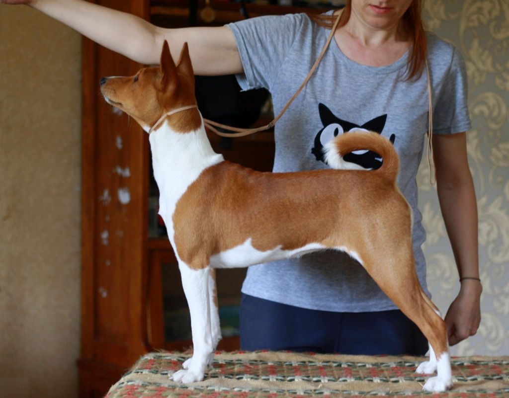 Неперевершена красуня, басенджи Basenji,  Класна дівчинка! КСУ