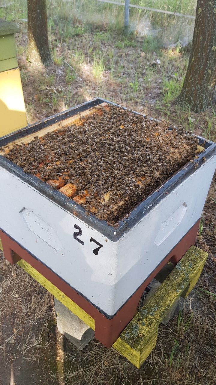 Sprzedam pszczoły