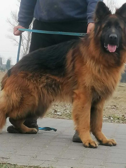 owczarek niemiecki szczeniak