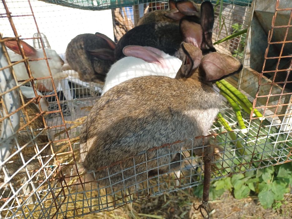 Coelhos caseiros