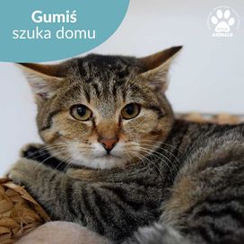 Młodziutki kocurek do adopcji! Poznajcie Gumisia!