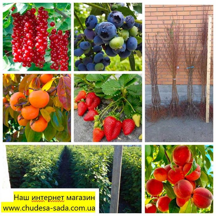 Саженцы персик, слива, абрикос, груша, яблоня, черешня, смородина.