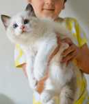 Kocurek Seal Bicolour Kot Ragdoll Fife/Fpl
