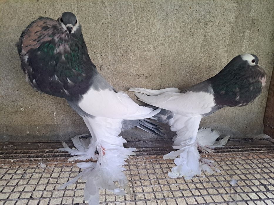 Garlacze siodlate lapciate garłacz czeskie czeskie para niebieskie2024