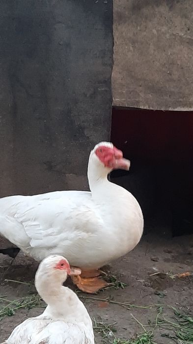 Продам інкубаційні яйця німецької лініі