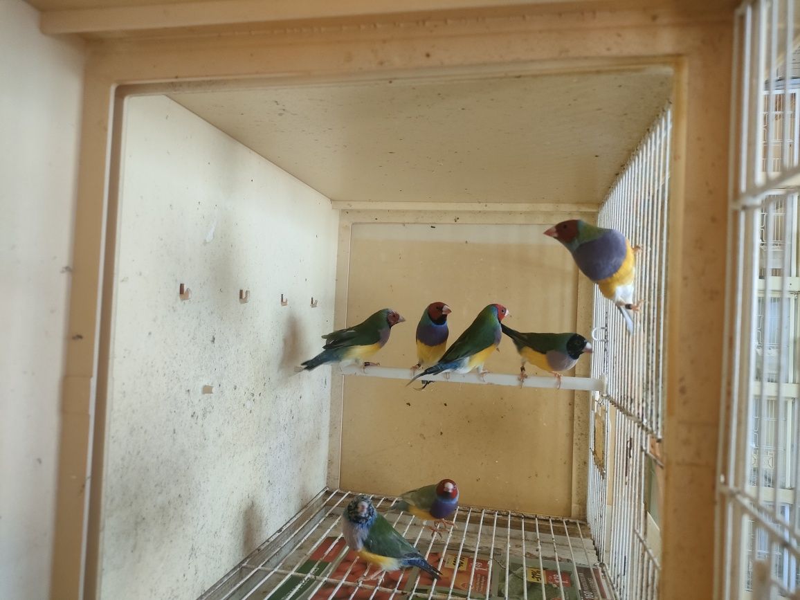 Ultimos machos diamantes gould