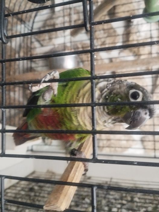 Phyurra domesticada macho cara suja do pantanal