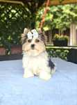 Śliczny piesek Yorkshire Terrier Biewer do odbioru york