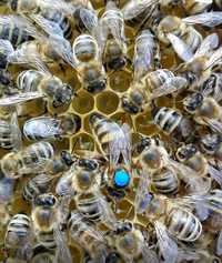 Matki pszczele jednodniowe, odkłady pszczele