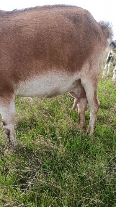 Продам.Англонубийская коза