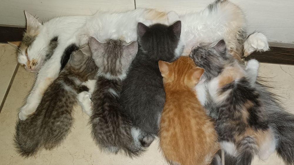 Котята ищут семью.