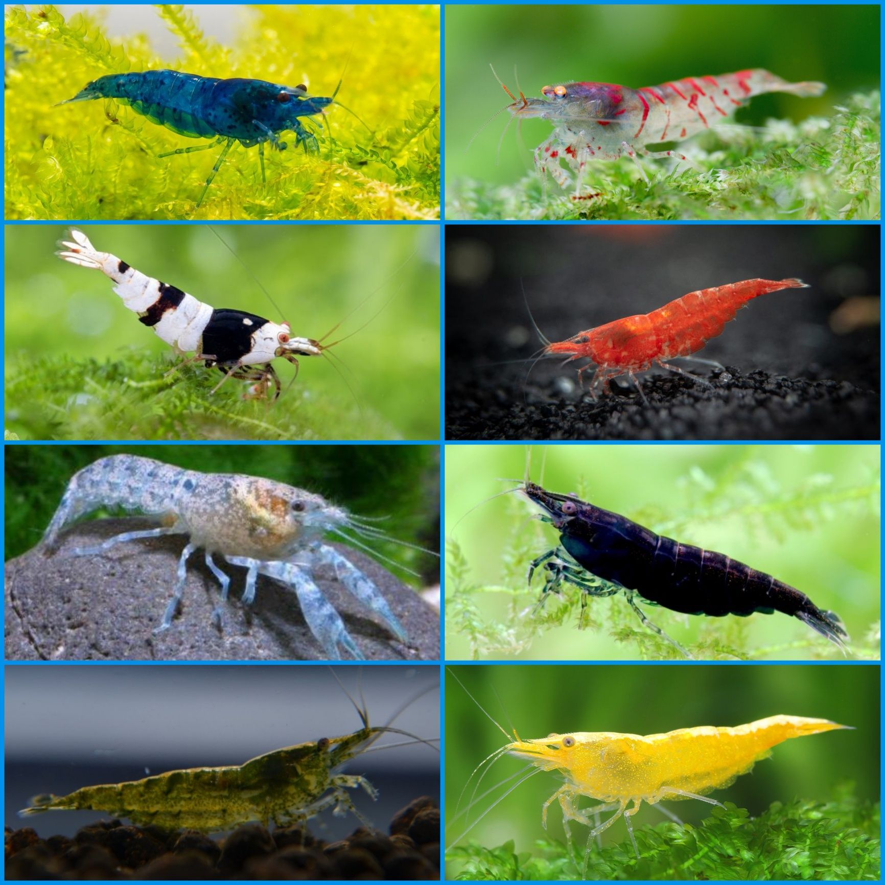 Aquasousa.com - Camarões Neocaridina, Lagostins e Caracóis