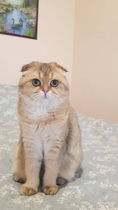 Шукаємо кота золоту шиншилу на вязку .